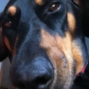 Meet your Posher, Sherry